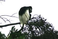 Colobus guereza matschiei