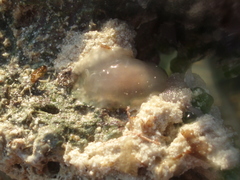 Dendrodoris krebsii