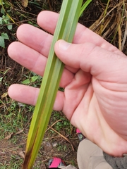 Cyperus ustulatus