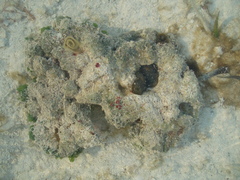 Dendrodoris krebsii