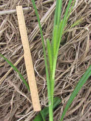 Carex frankii