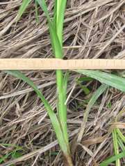 Carex frankii
