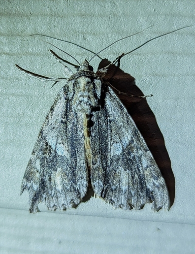 Mother Underwing Moth