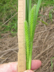 Carex frankii