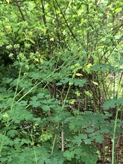 Thalictrum fendleri polycarpum