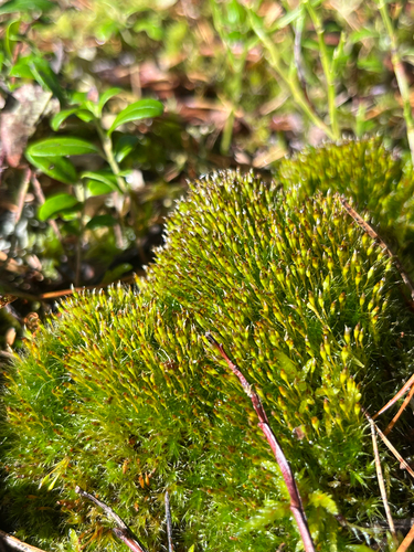 Tetraplodon angustatus observed 2026-09-09