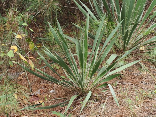 common yucca