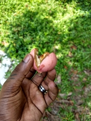 Aphanamixis polystachya