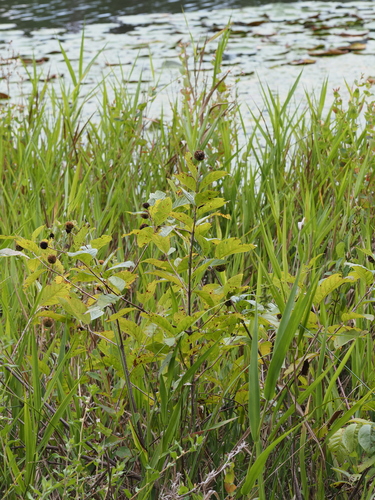 buttonbush