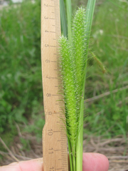 Carex frankii
