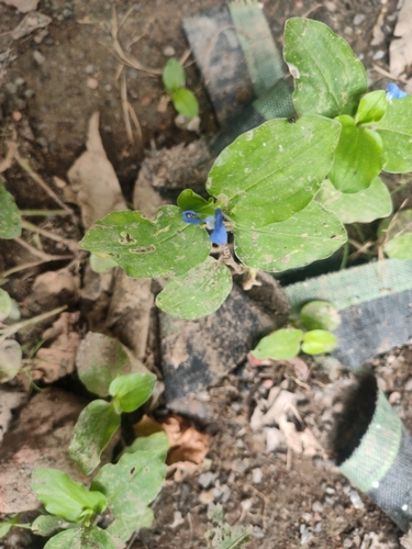 Benghal Dayflower