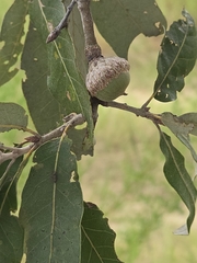 Quercus incana, photograph author not stated, no rights reserved