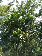 Aphanamixis polystachya