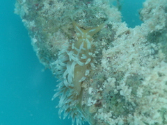Phidiana lynceus