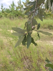 Quercus incana, photograph author not stated, no rights reserved