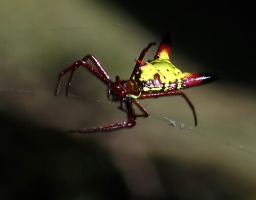 Arrow-shaped Orbweaver