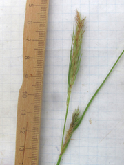 Carex frankii