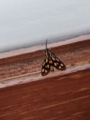 Zeuxippa formosa