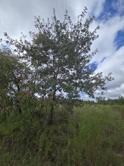 Quercus incana, photograph author not stated, no rights reserved