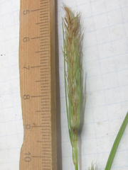 Carex frankii