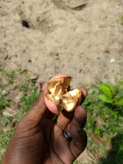 Aphanamixis polystachya