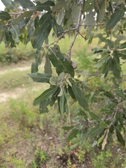 Quercus incana, photograph author not stated, no rights reserved