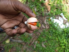 Aphanamixis polystachya