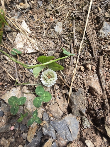 white clover