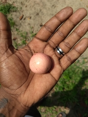 Aphanamixis polystachya