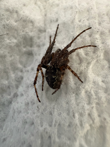 Ornamental Orbweaver