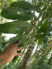 Aphanamixis polystachya