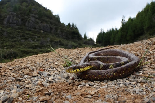 Big-eyed Bamboo Snake