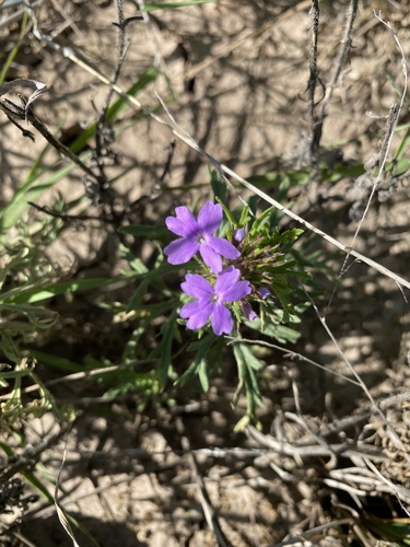 Dakota mock vervain