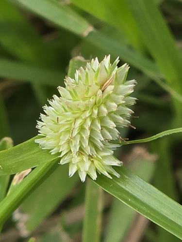 Cyperus sesquiflorus, photograph 2