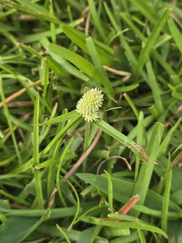 Cyperus sesquiflorus, photograph 3