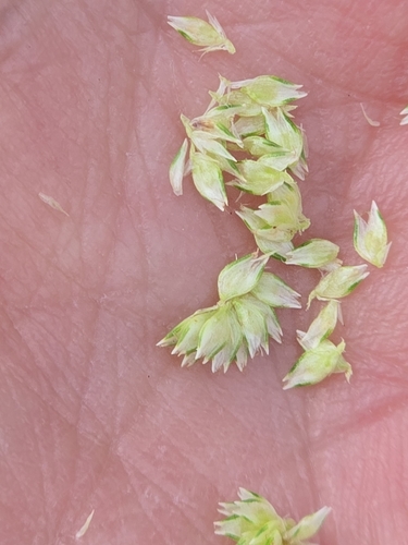 Cyperus sesquiflorus, photograph 4