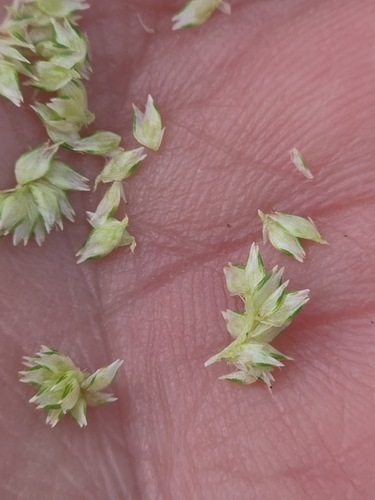 Cyperus sesquiflorus, photograph 5