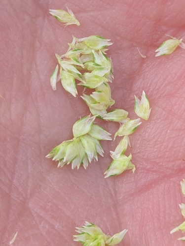 Cyperus sesquiflorus, photograph 6