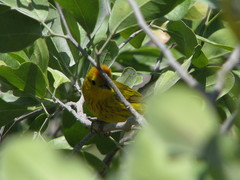 Setophaga petechia rufivertex