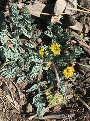 Cymopterus longipes