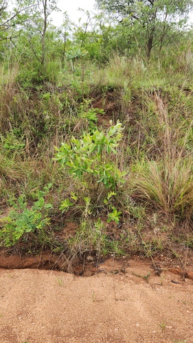 Faurea rochetiana