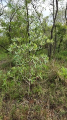 Terminalia sericea
