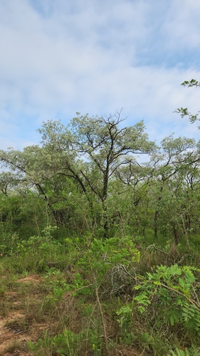 Terminalia sericea, photograph 3