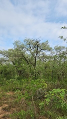 Terminalia sericea, photograph (c) Patrick Jackson, some rights reserved (CC BY)
