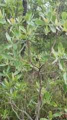 Terminalia sericea, photograph (c) Patrick Jackson, some rights reserved (CC BY)
