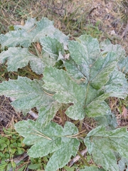 Heracleum dissectum