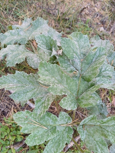Heracleum dissectum, photograph 2