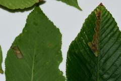 Cameraria aesculisella
