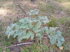 Heracleum dissectum, photograph (c) open_a_ir, some rights reserved (CC BY)