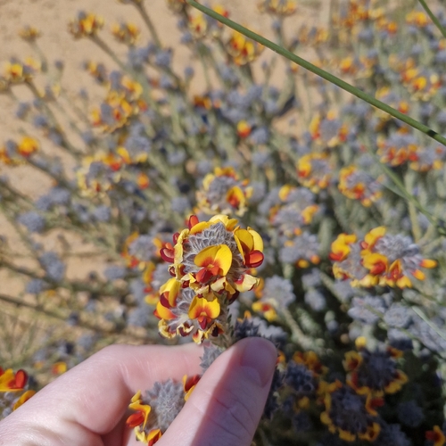 Phyllota luehmannii